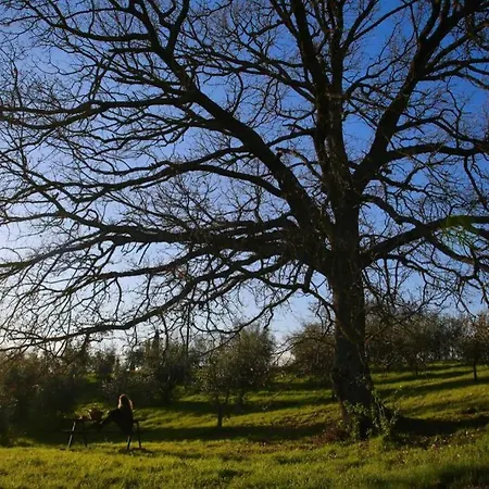 La Casina Della Quercia, Your Tuscan Oak Tree House Villa